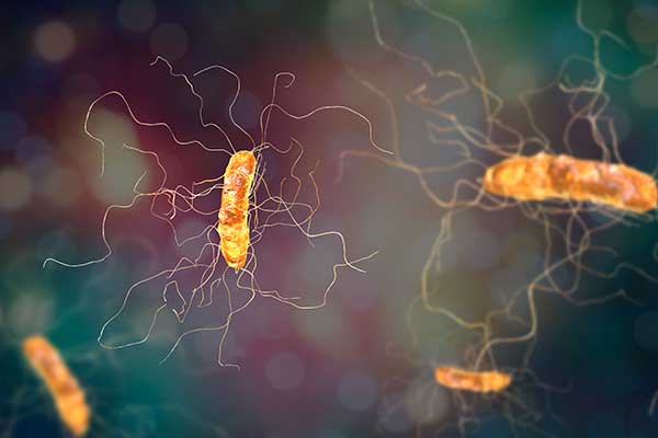 Microscopic Photo of Bacteria