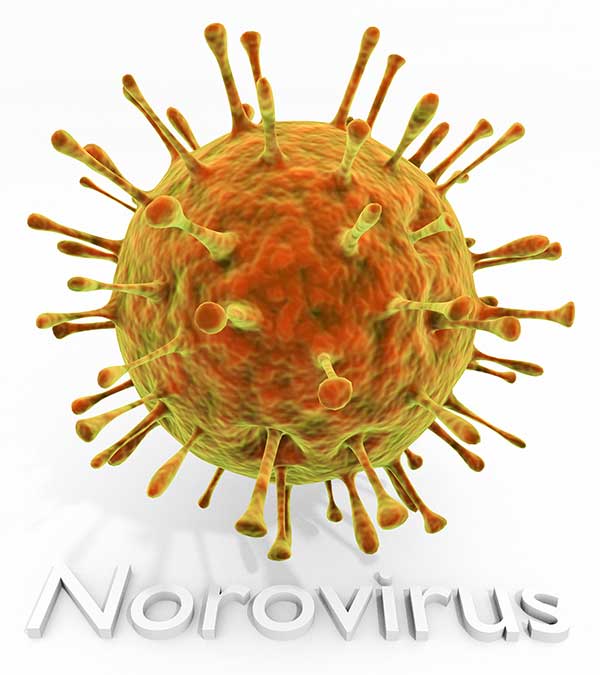 Illustration of the norovirus